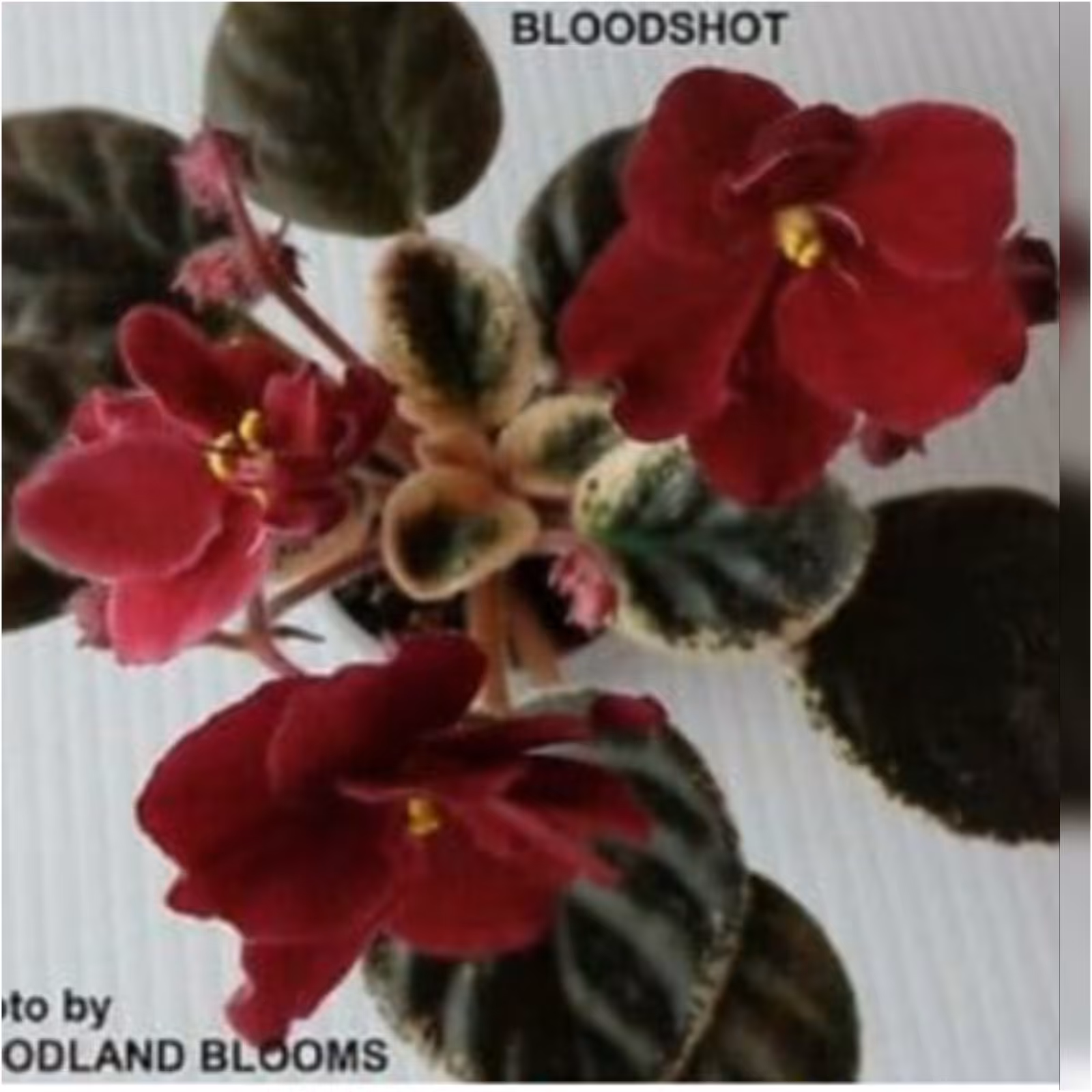 برگ بنفشه آفریقایی کد 243 ابلق زیبا تازه بریده شده آماده قلمه زنی در بستر پرلیت و پیت ماس ، قطر برگ حدود 4 در 4 سانت