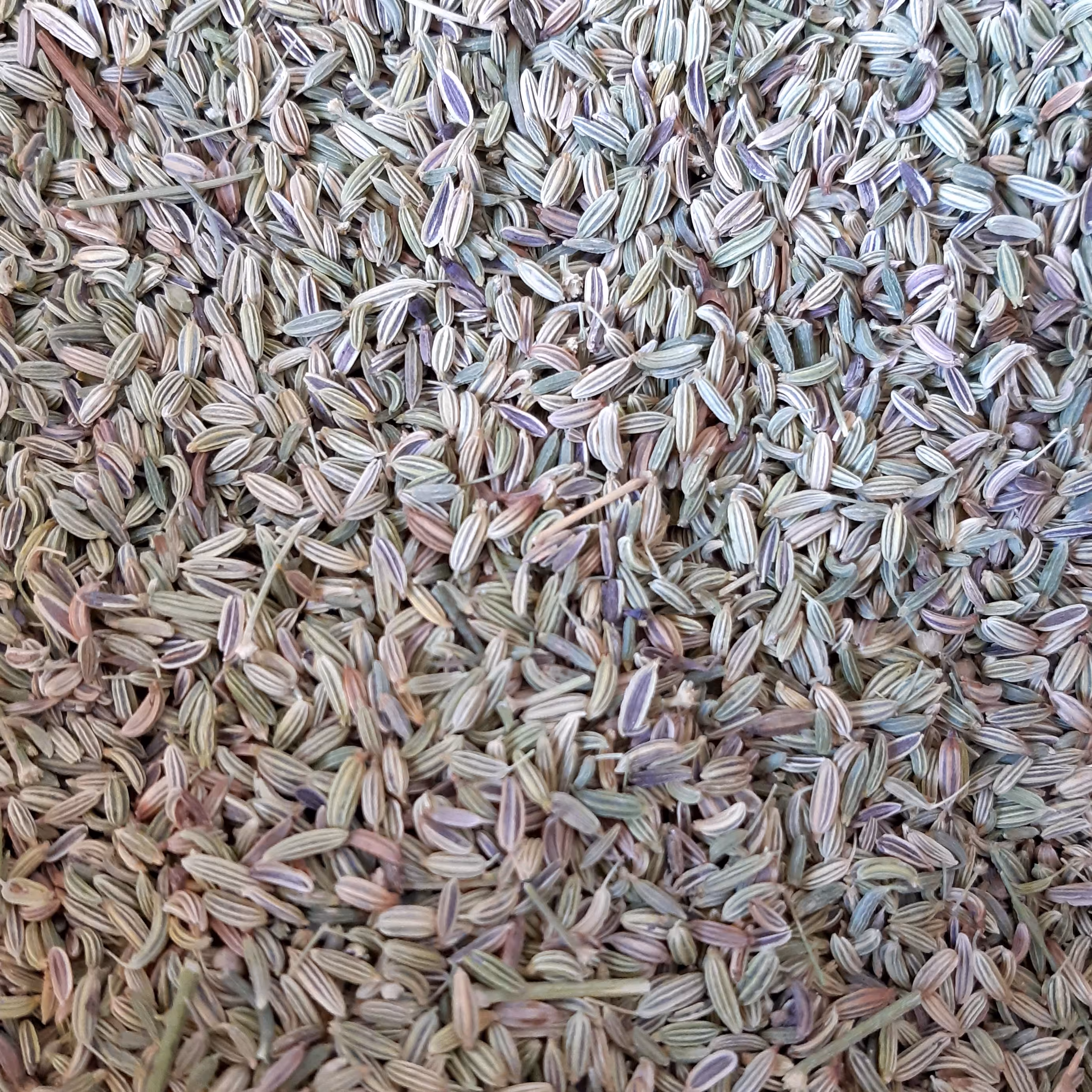 رازیانه بادیان (1کیلویی)