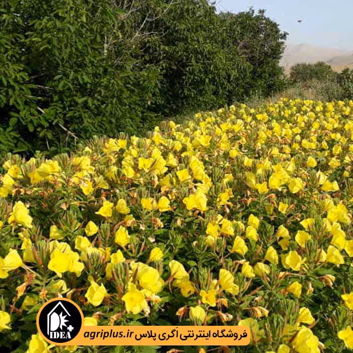 بذر گل مغربی