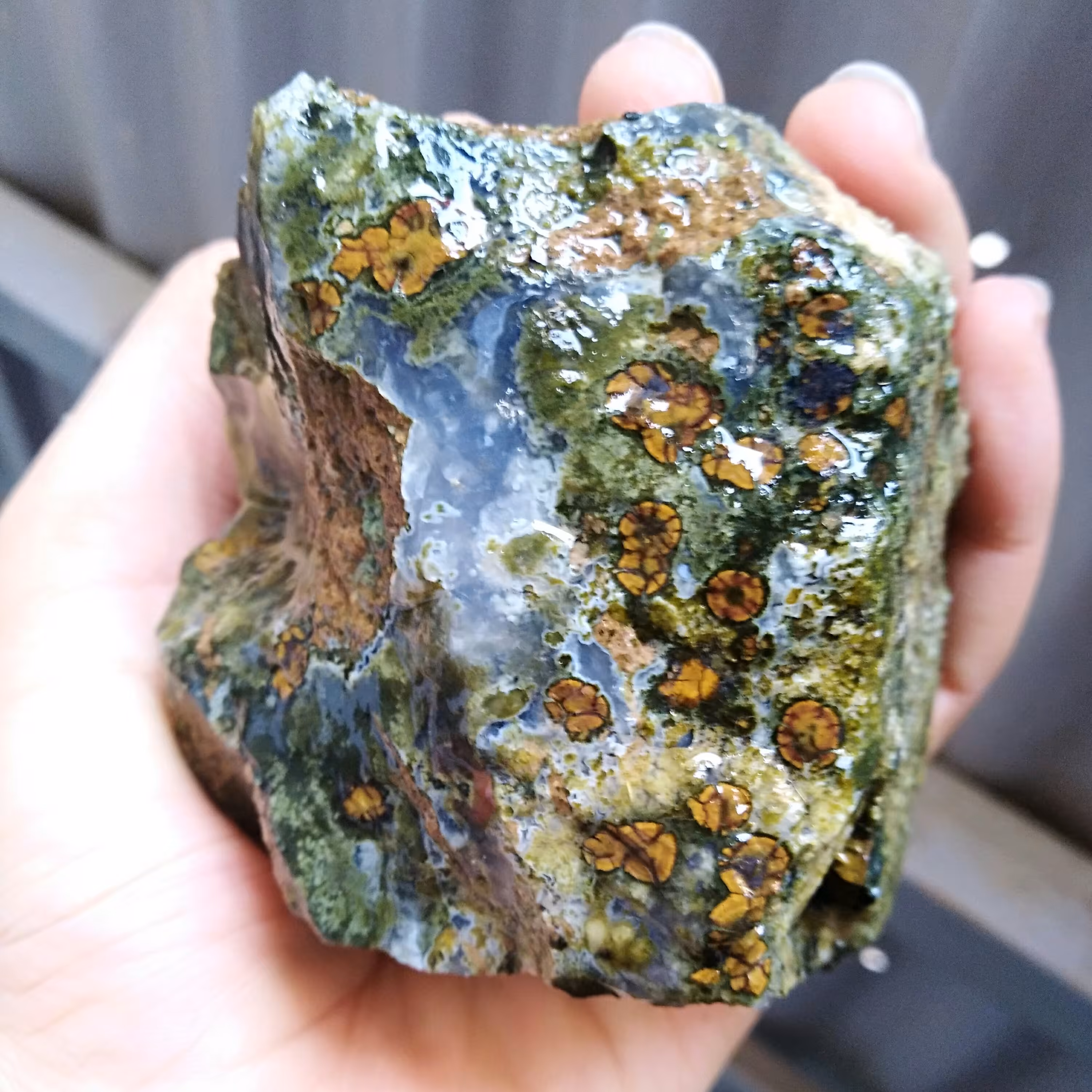 راف جاسپر اقیانوسی(باباقوری دار) بسیار زیبا دیدنیییی
کاملا طبیعی