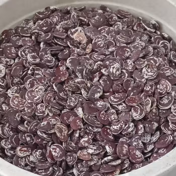 لوبیا عروس محلی ممتاز کیلویی 110