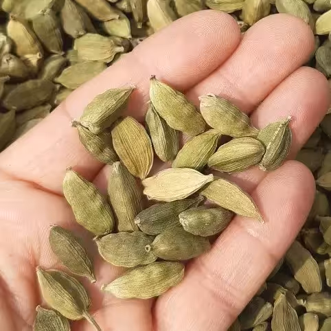 هل اکبر بنفش درجه یک 50 گرمی (تضمین کیفیت) درجه یک فوق ممتاز و اعلا