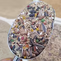دانه مخلوط عروس هلندی و پرنده زینتی مقوی (یک کیلو) طوطی