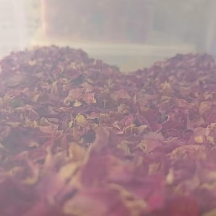 پر. غنچه محمدی 