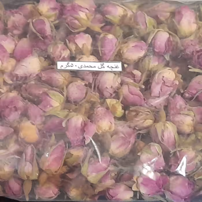 غنچه گل محمدی 