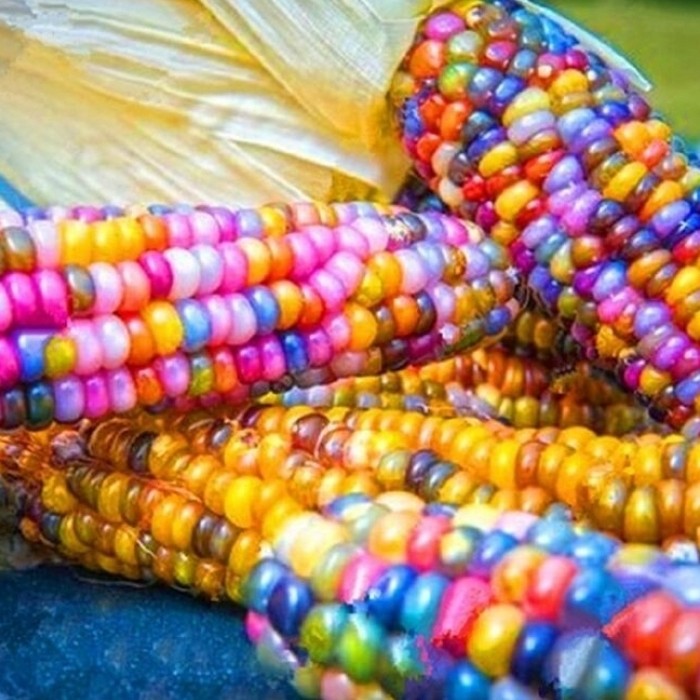 بذر میکس ذرت رنگین کمان ( بسته 20 عددی).