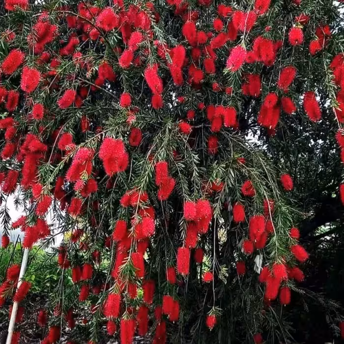 نهال  شیشه شور