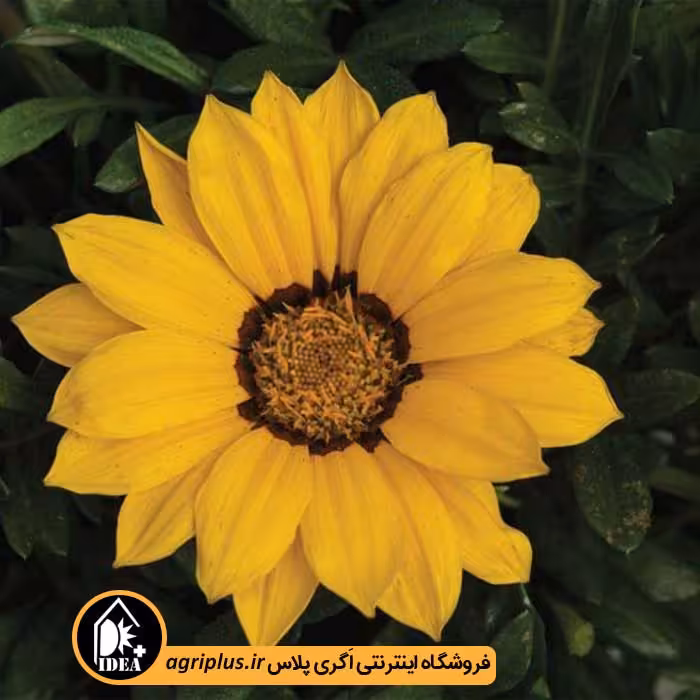 بذر گل گازانیا Kiss سینجنتا