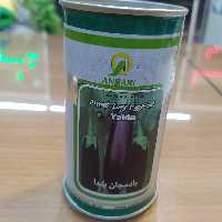 بذر فله ای  بادمجان یلدا  عنبری    ضد عفونی و اصلاح شده