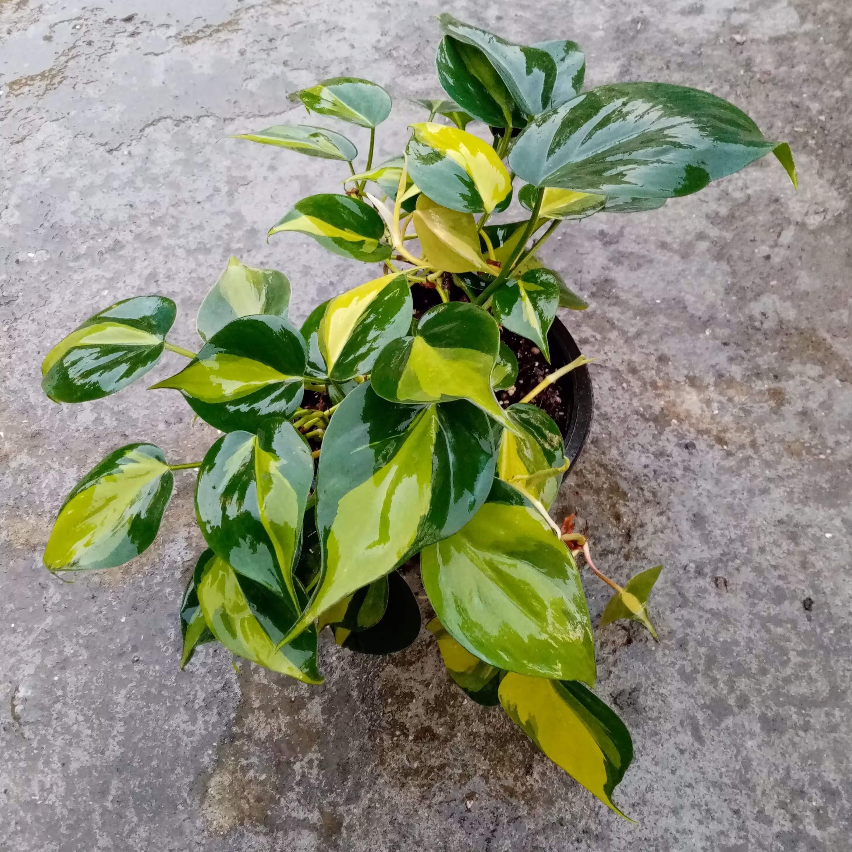 گل اسکاندیس ابلق گلدان 16 سانتی متری کد SKV001(ارسال بصورت پس کرایه) 