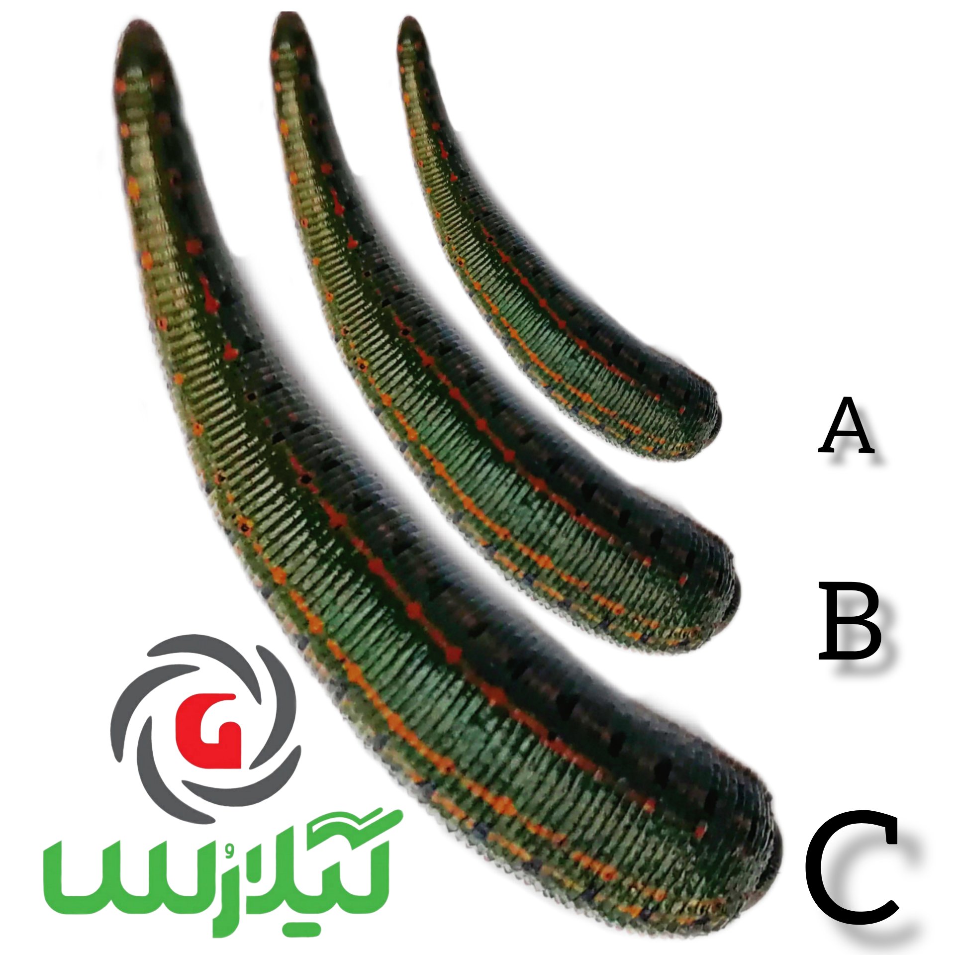 زالوی طبی بهداشتی و با کیفیت عرضه به سراسر کشور