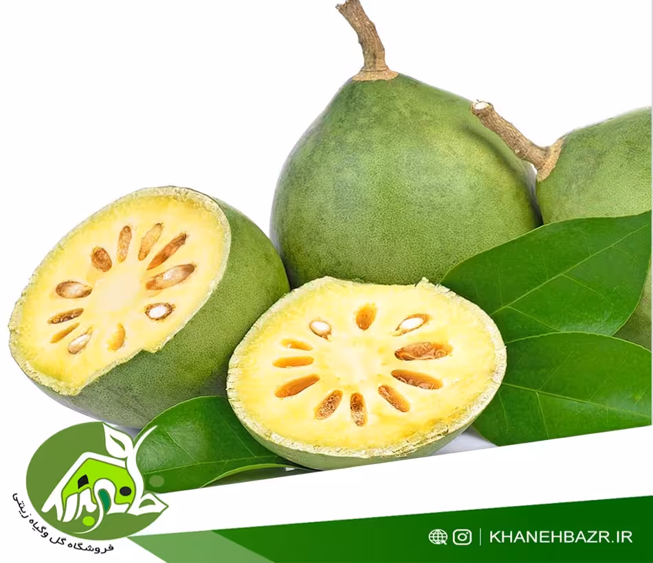بذر سیب چوبی یا بائل فروت - خانه بذر | فروشگاه بذر وارداتی گل و گیاه زینتی 1404