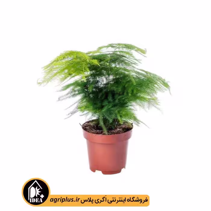 بذر گردی