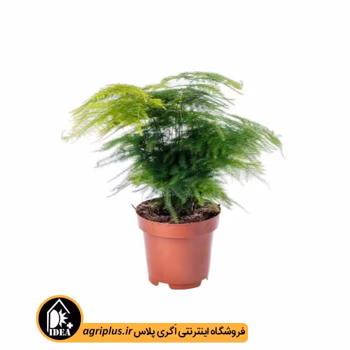 بذر گردی