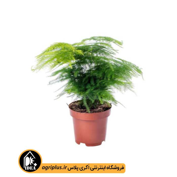 بذر گردی