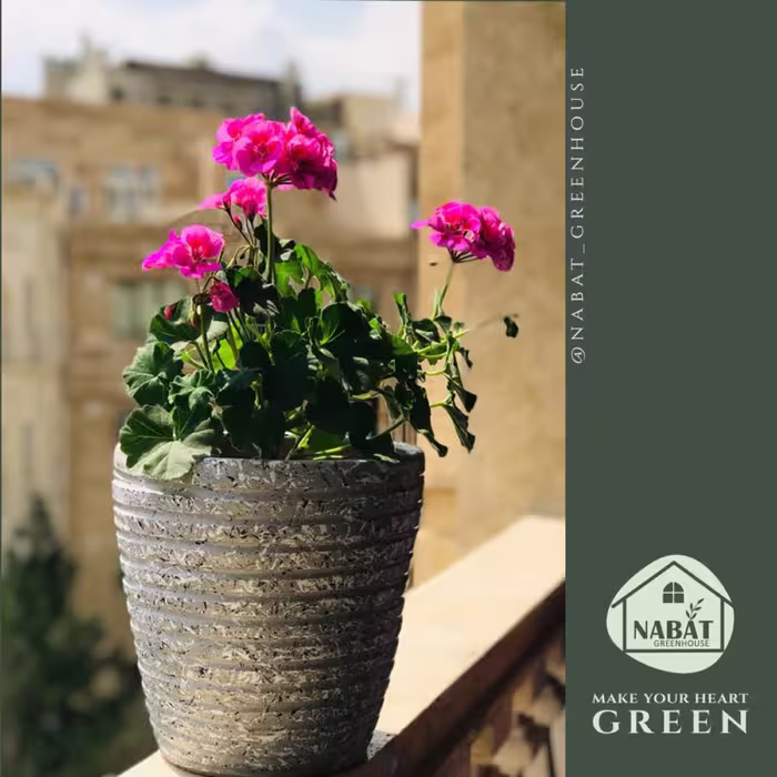 گل زیبای شمعدونی هلندی به همراه گلدان سفالی