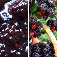 مربای تمشک 400 گرمی