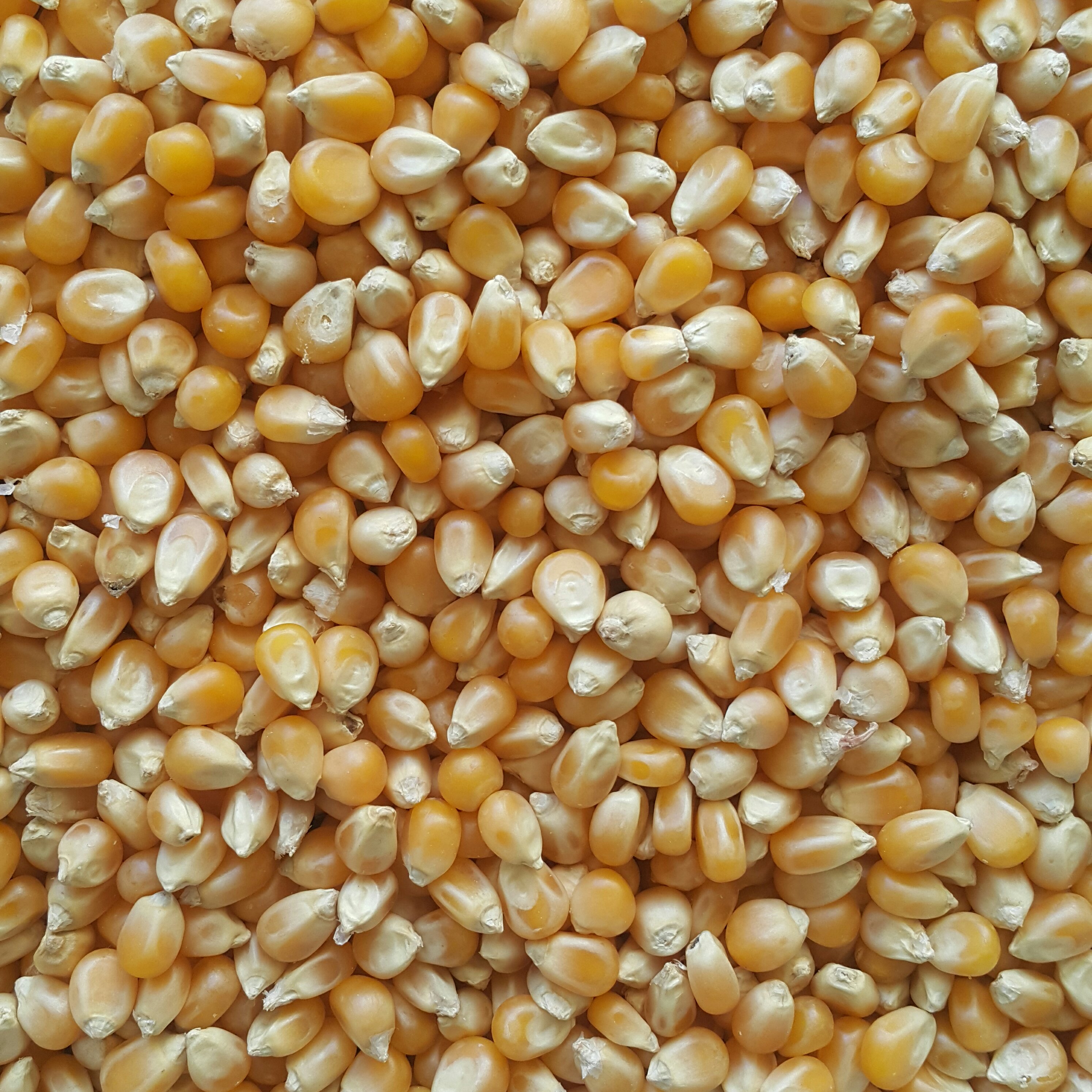 ذرت (10 کیلو)