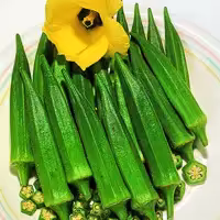 بذر بامیه روحانی 3502 پاسارگاد