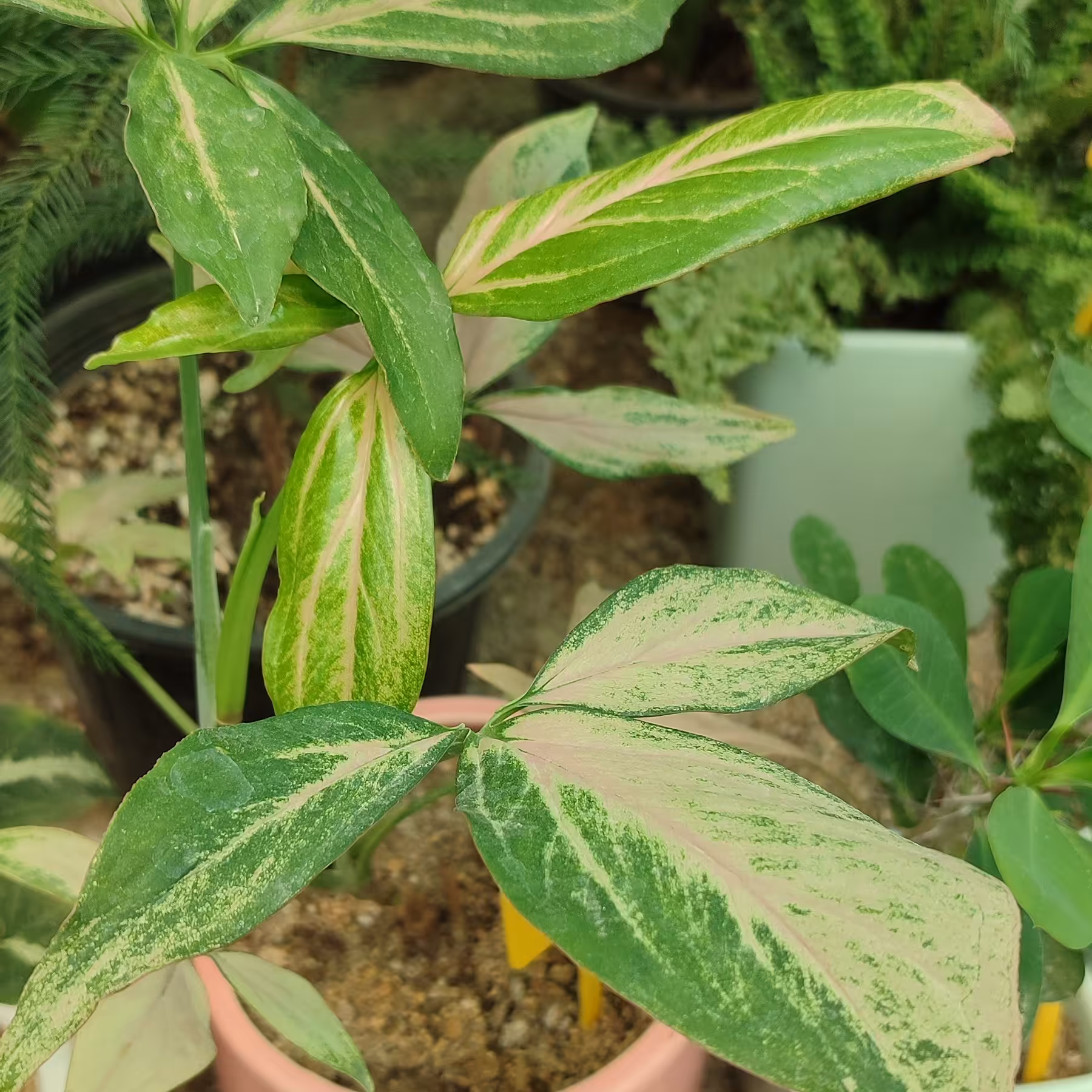 گل سینگینیوم بال فرشته