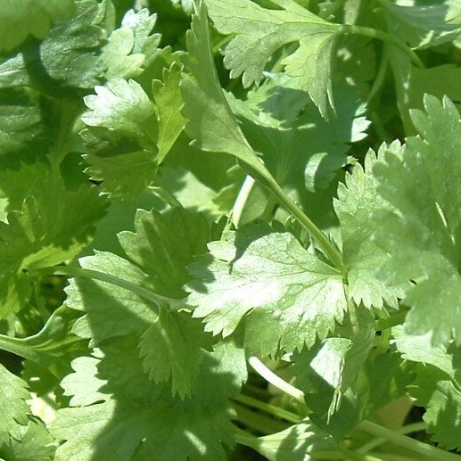 سبزی گشنیز تازه خرد شده خانگی 500گرمی
