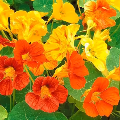 بذر گل لادن پاکوتاه الوان