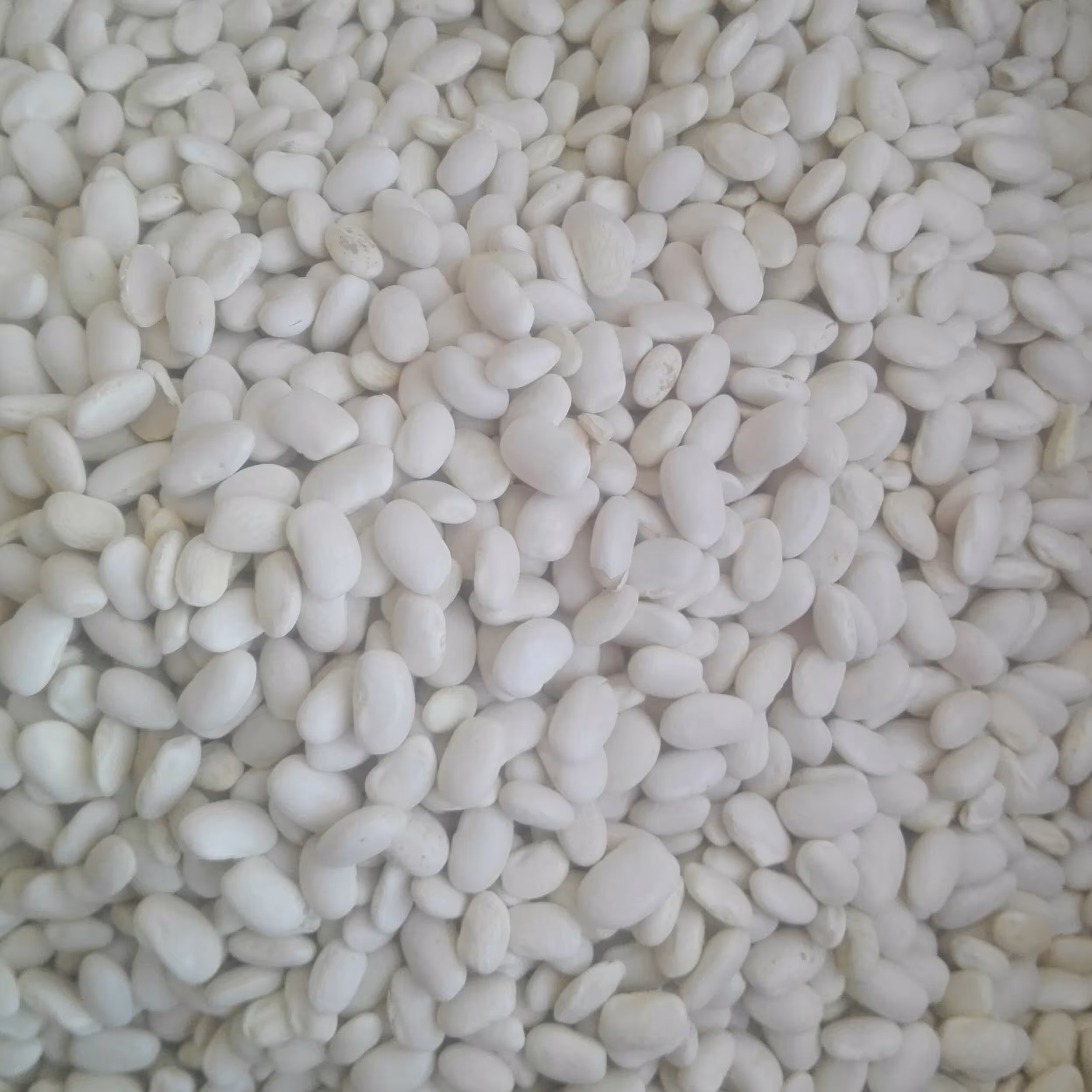 لوبیا سفید فله ای 