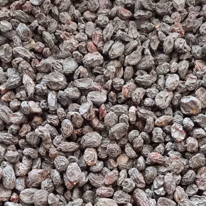 مویز بی هسته تمیز و ممتاز 10 کیلویی به قیمت عمده (تضمین کیفیت)