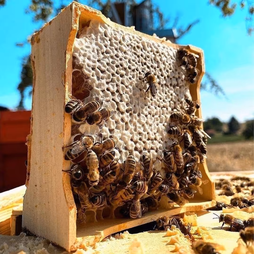 عسل کوهستان  چند گیاه (1 کیلویی) کاملا طبیعی  کشاورز قاینات و زیرکوه