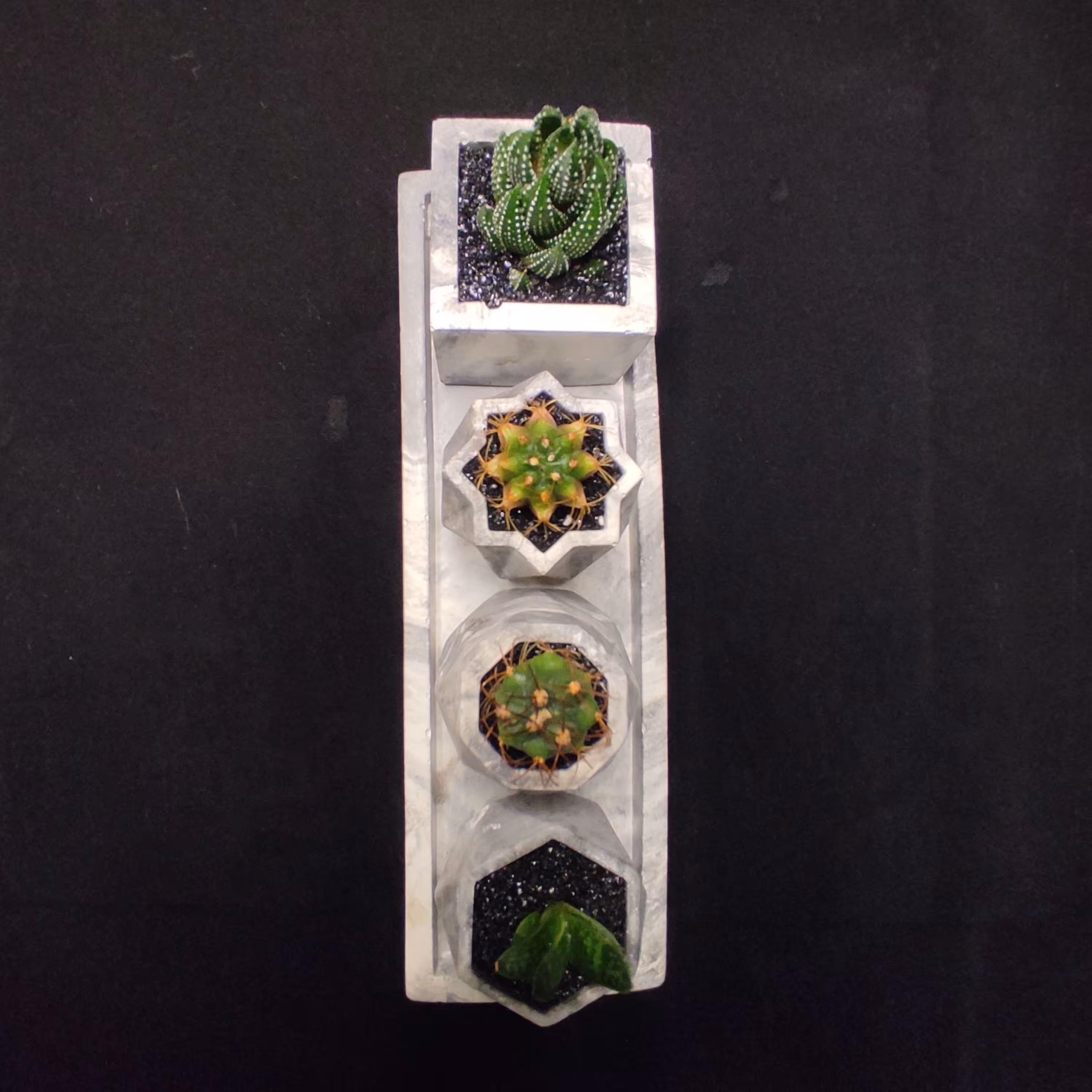 گل کاکتوس و ساکولنت در گلدان چهارتایی پک زیبا و دلفریب