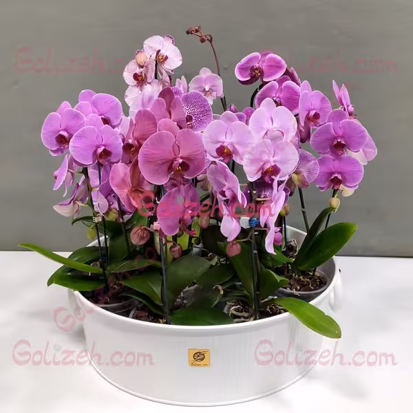 باغچه ارکیده بنفش صورتی