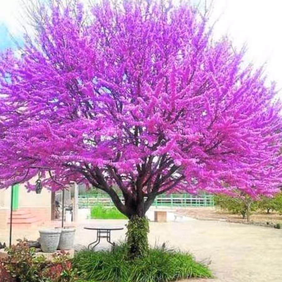 نهال  ارغوان سایز کوچک 