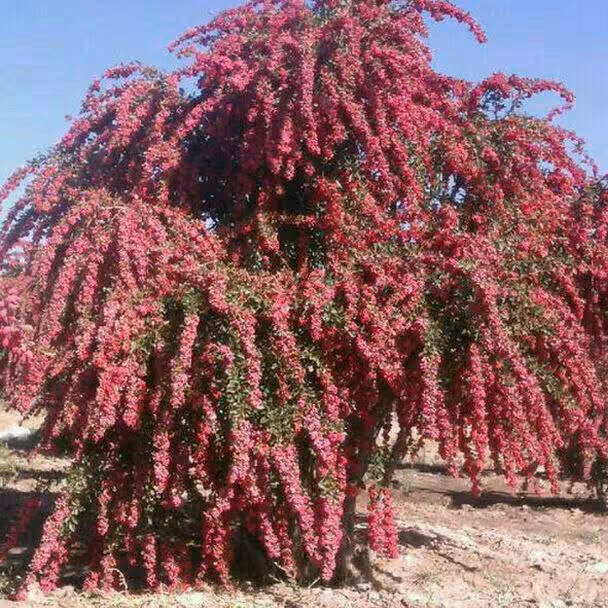 زرشک اصل قاینات 