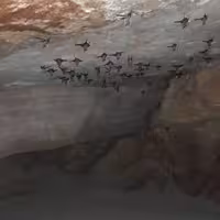 کود خفاش جهت تقویت گیاهان آپارتمانی و درختان باغچه