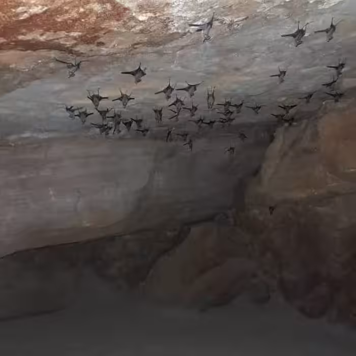 کود خفاش جهت تقویت گیاهان آپارتمانی و درختان باغچه