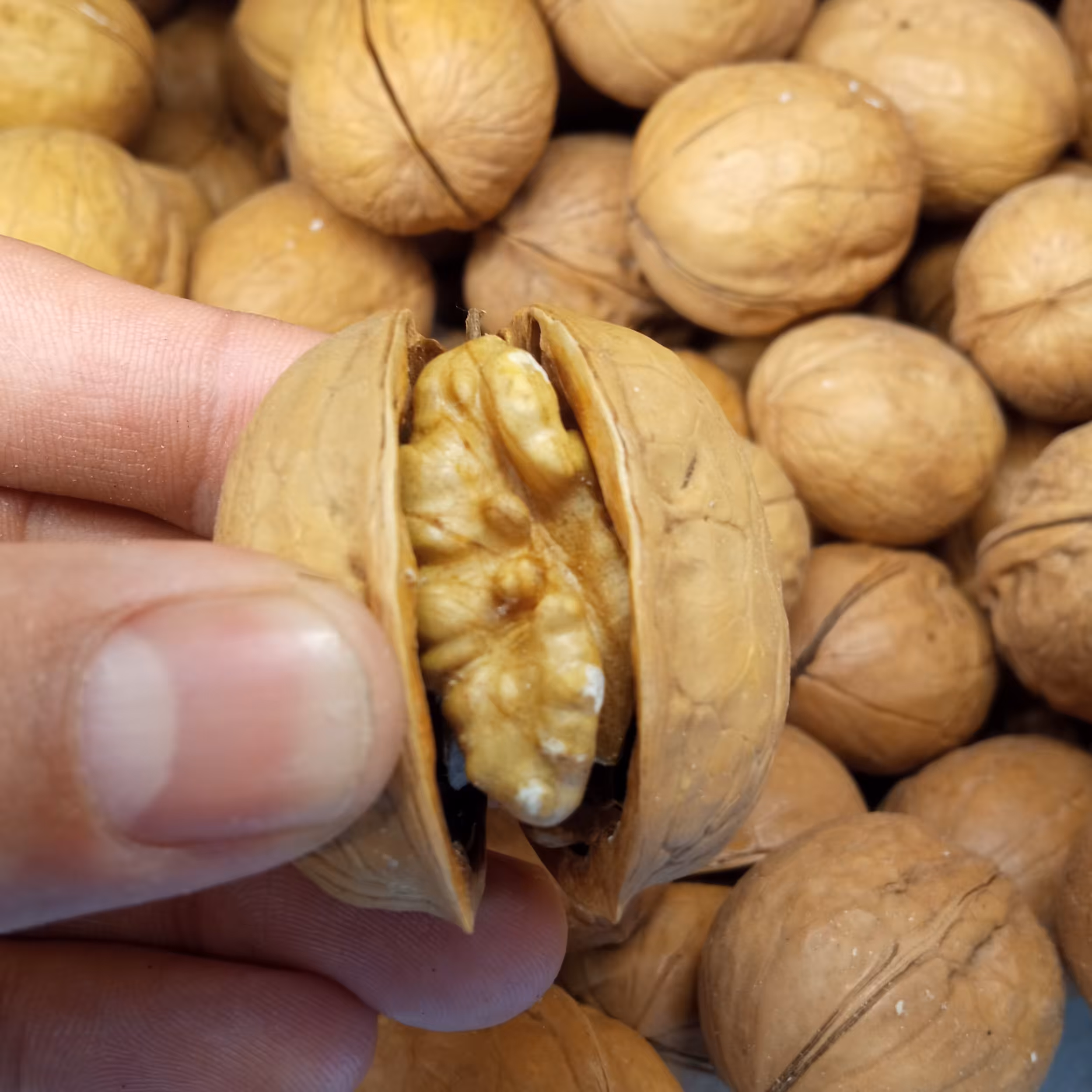 گردو پوست کاغذی