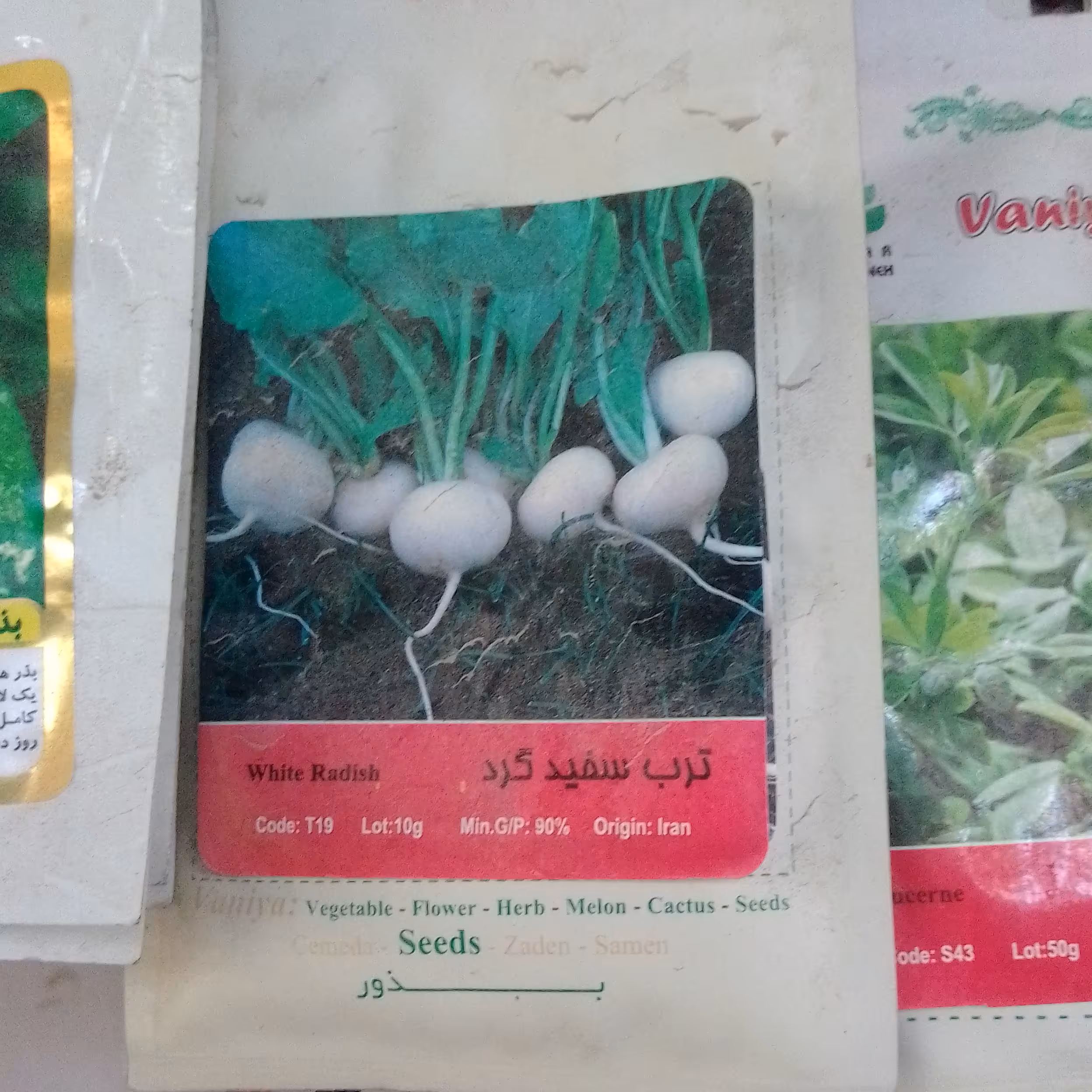 بذر  ترب سفید گرد