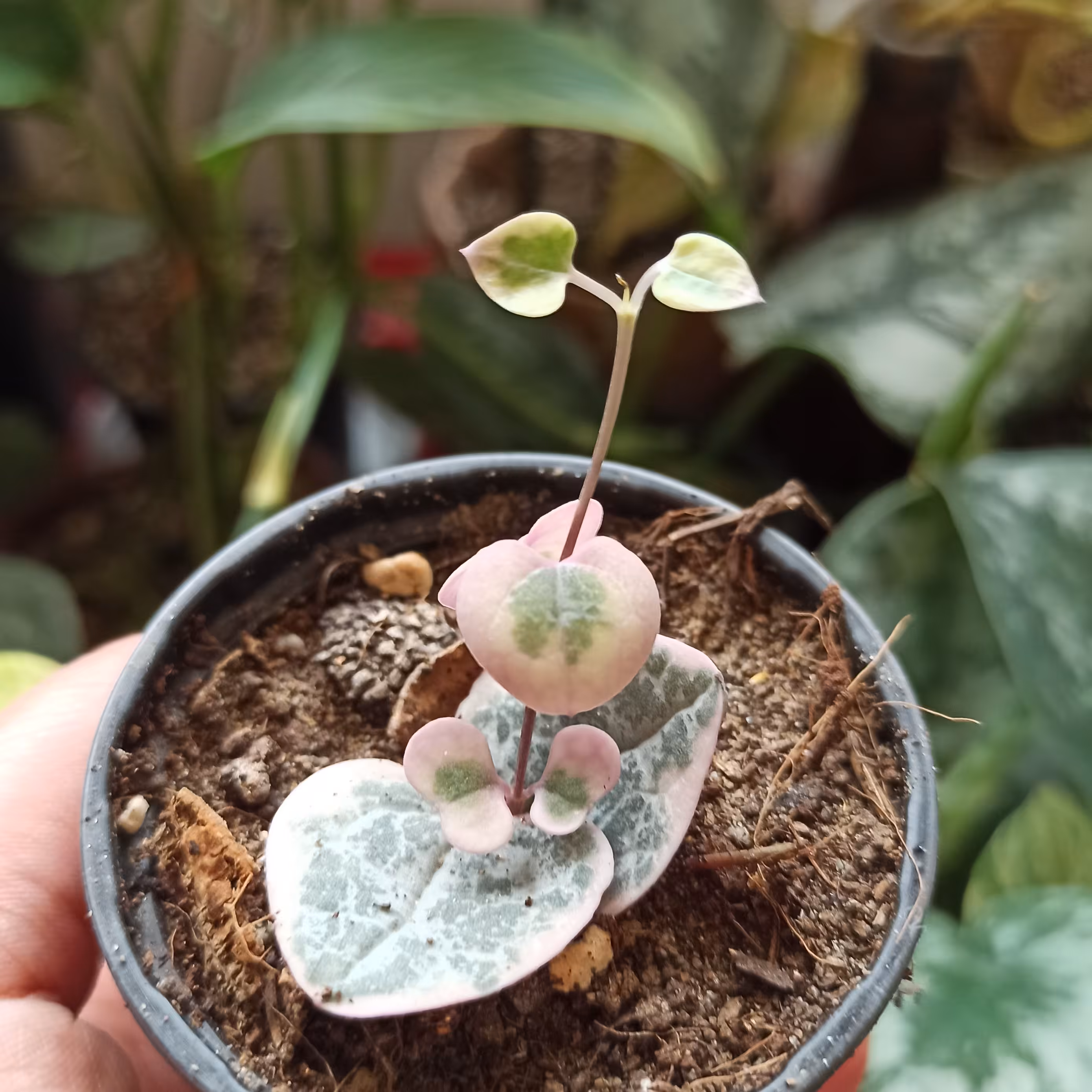 سروپژیا ابلق