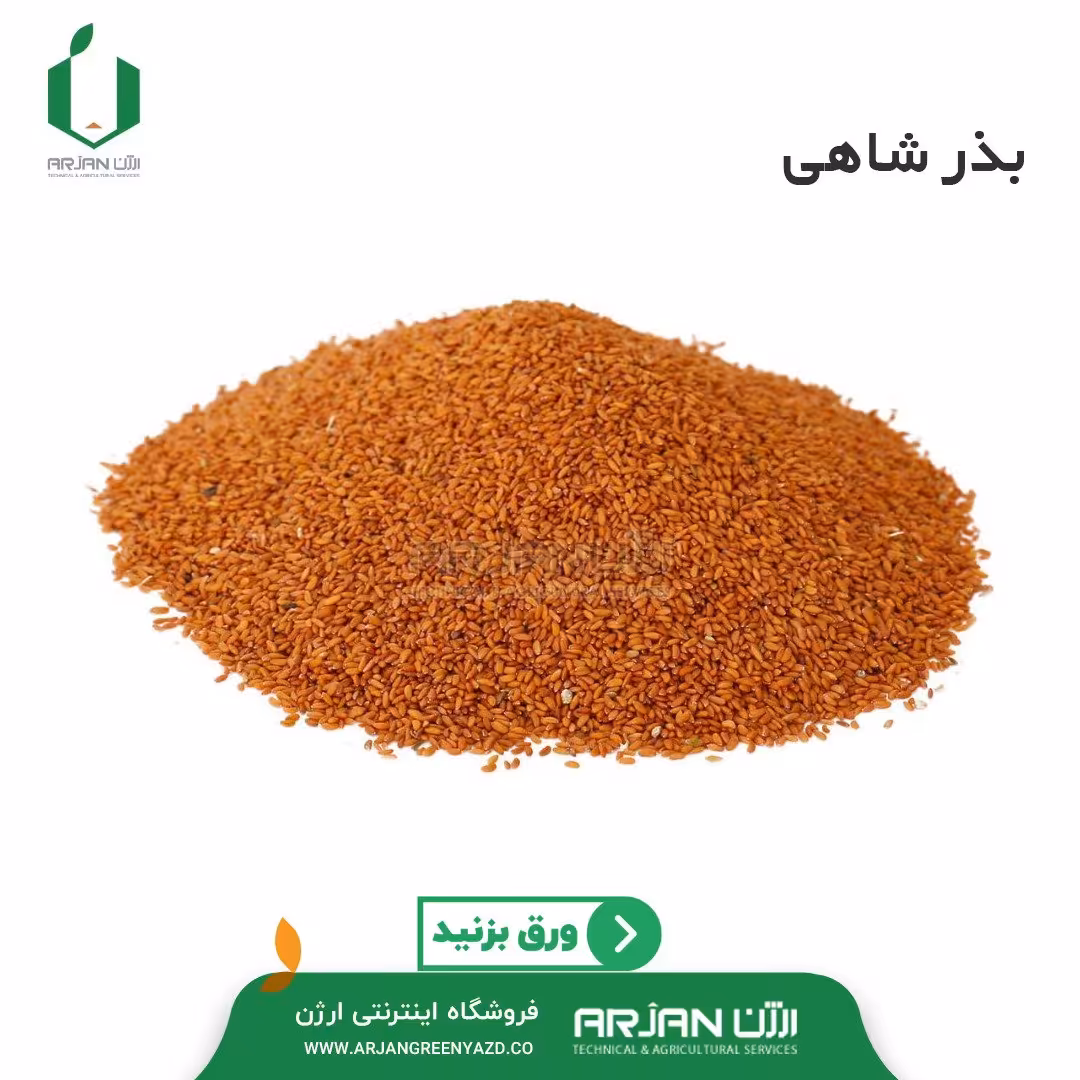 بذر شاهی ( کاملا بوجاری شده ) پر برگ تولید ایرانی 