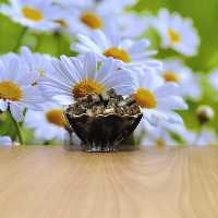 قند قهوه ای نیشکر دارچینی و زنجفیلی محصولات طبیعی زیتون
