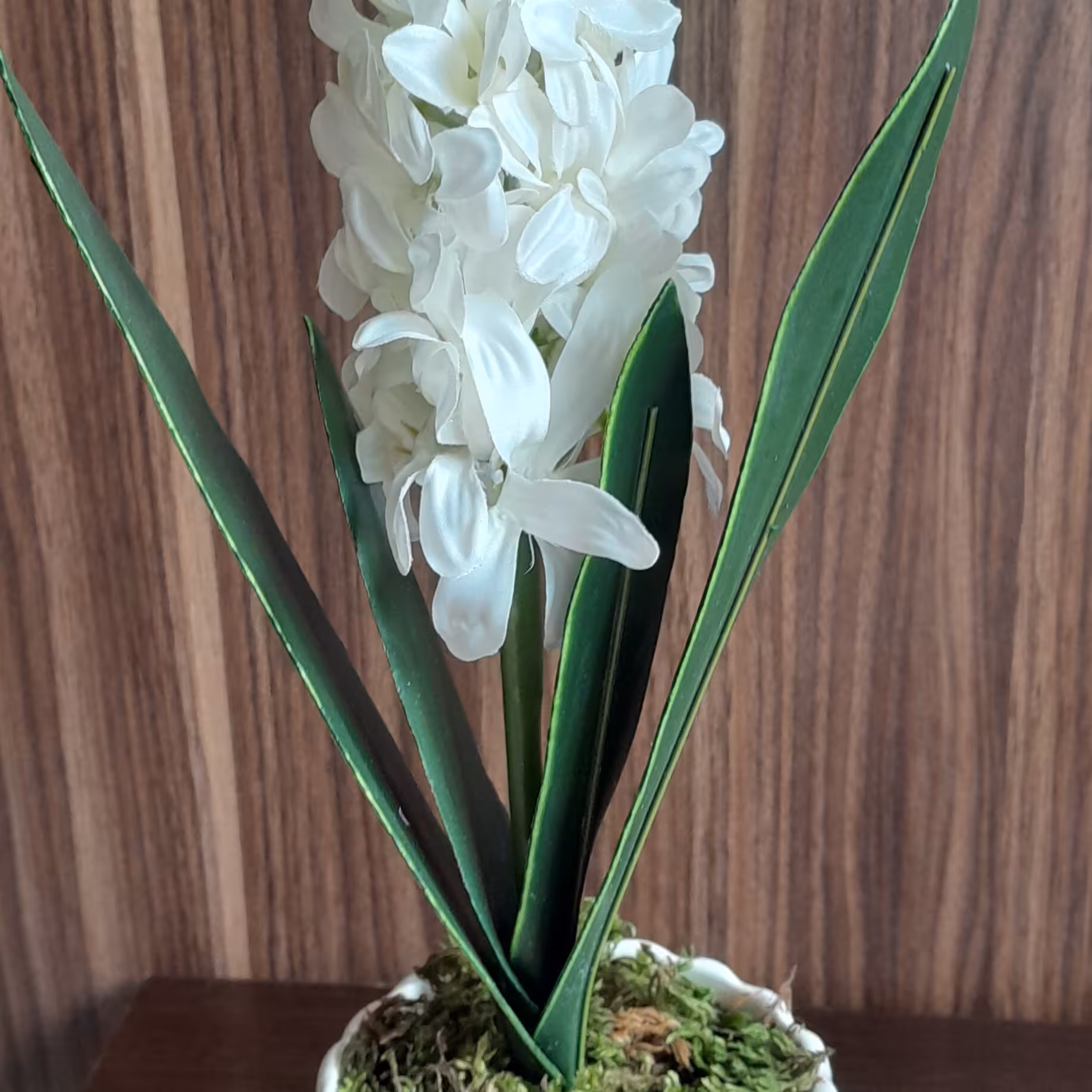 سنبل هفت سین 