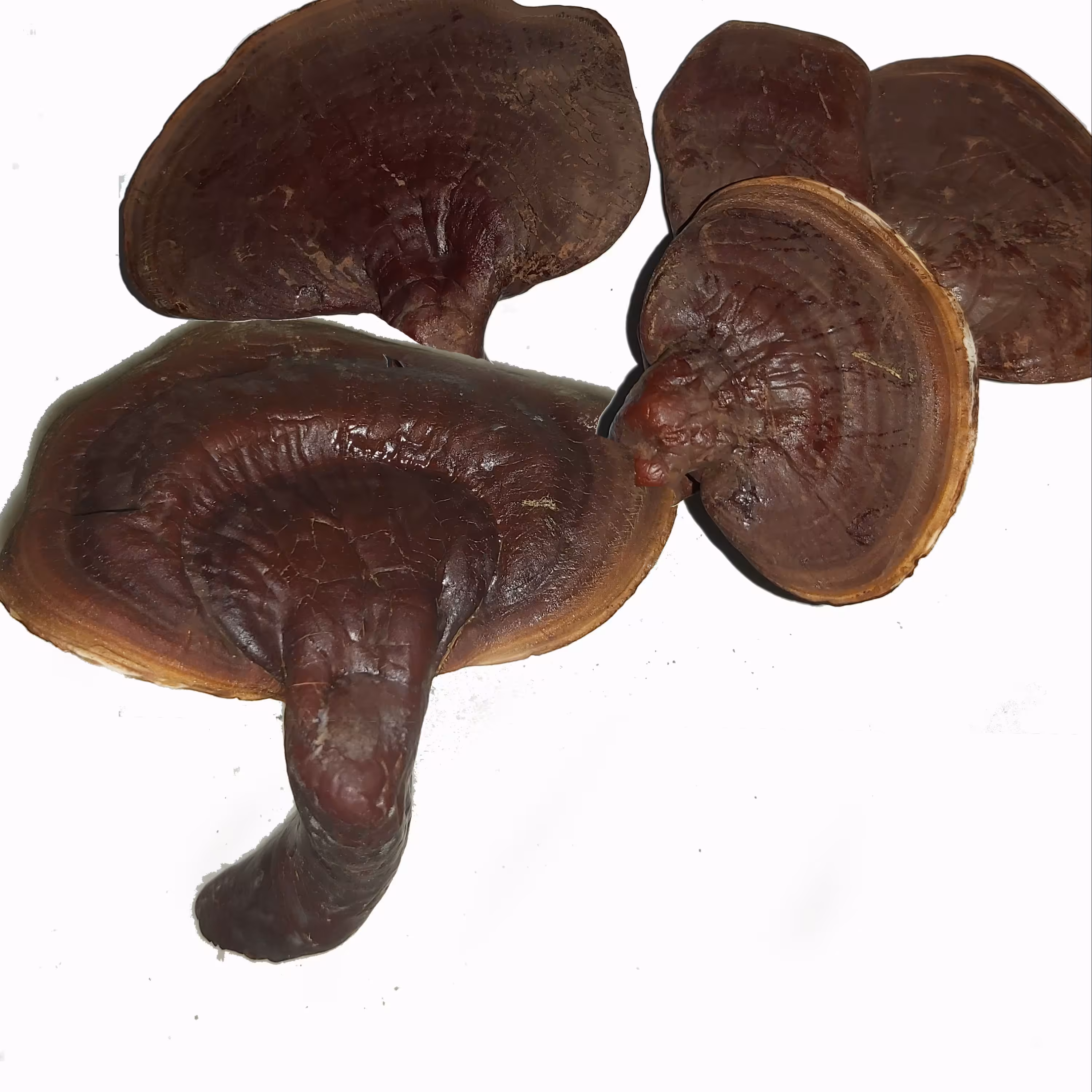 قارچ گانودرما لوسیدوم قرمز صدگرمی آسیاب شده اصل و درجه 1