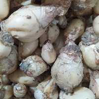 پیاز عنصل تازه 500گرم ارسال رایگان 