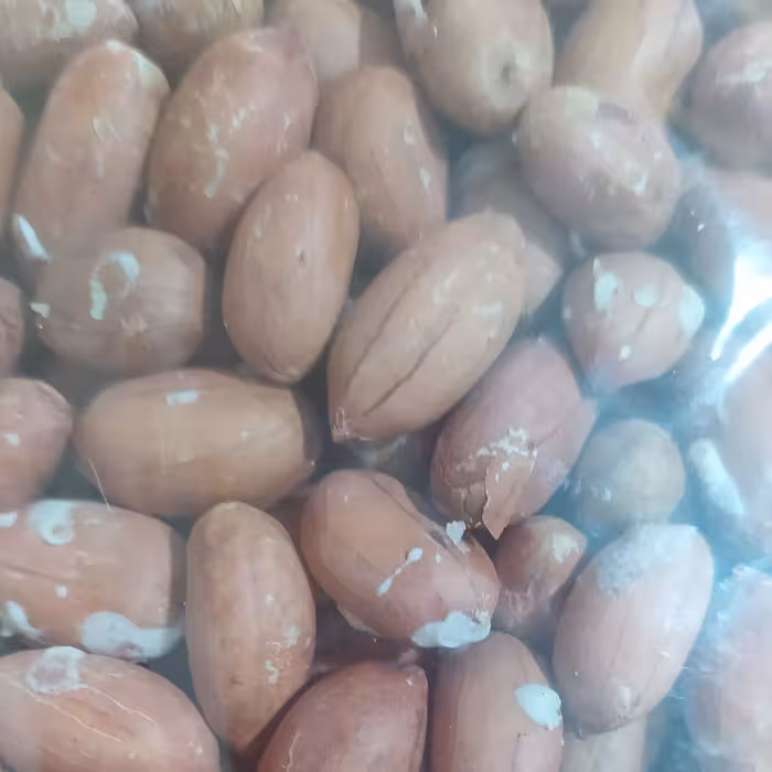 بادام زمینی(500گرم)
دربسته های نیم کیلویی