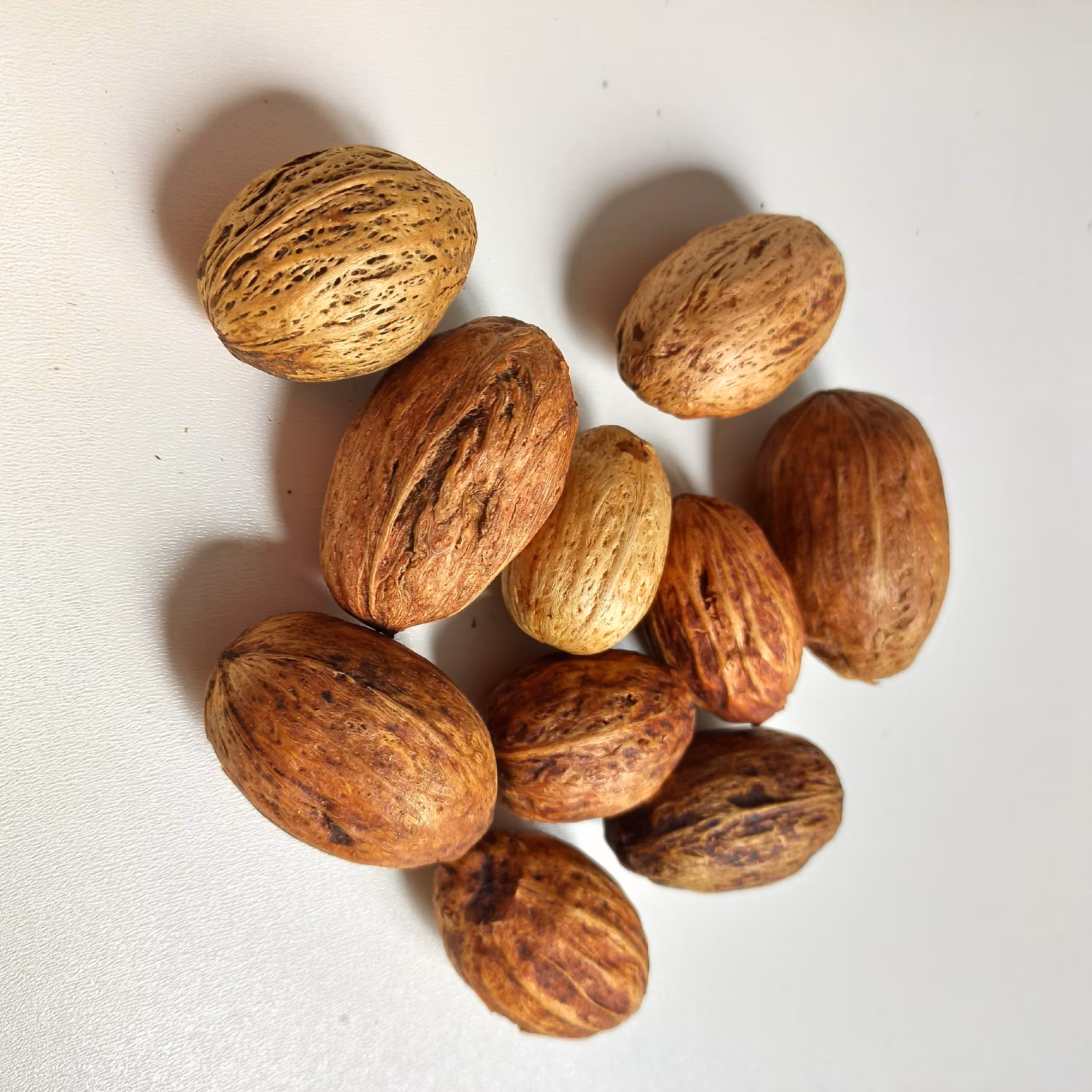 بلوط خشک رنگ شده تزیینی