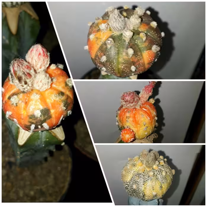 بذر کاکتوس آستریاس ابلق مادری 