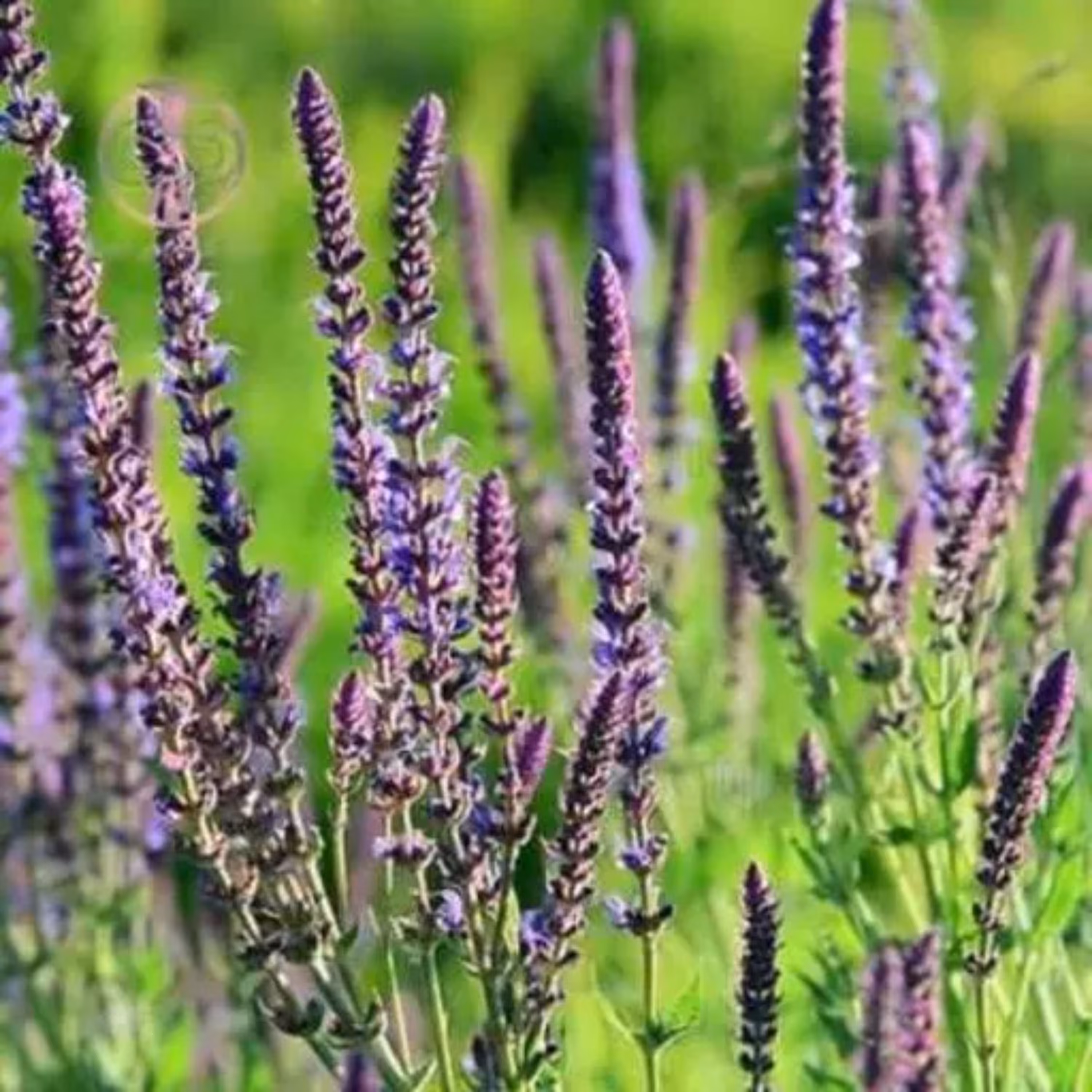 بذر مریم گلی یا سالویا ( 100 گرم)