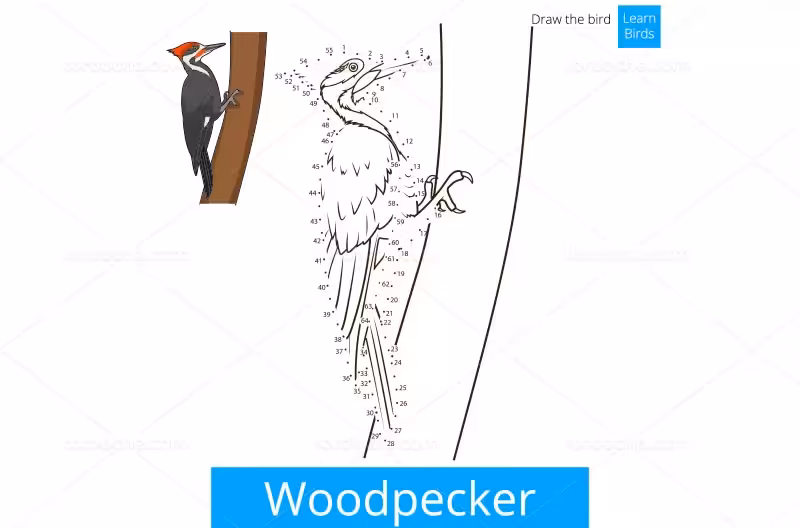 وکتور نقاشی نقطه ای دارکوب | گرافیک با طعم تربچه