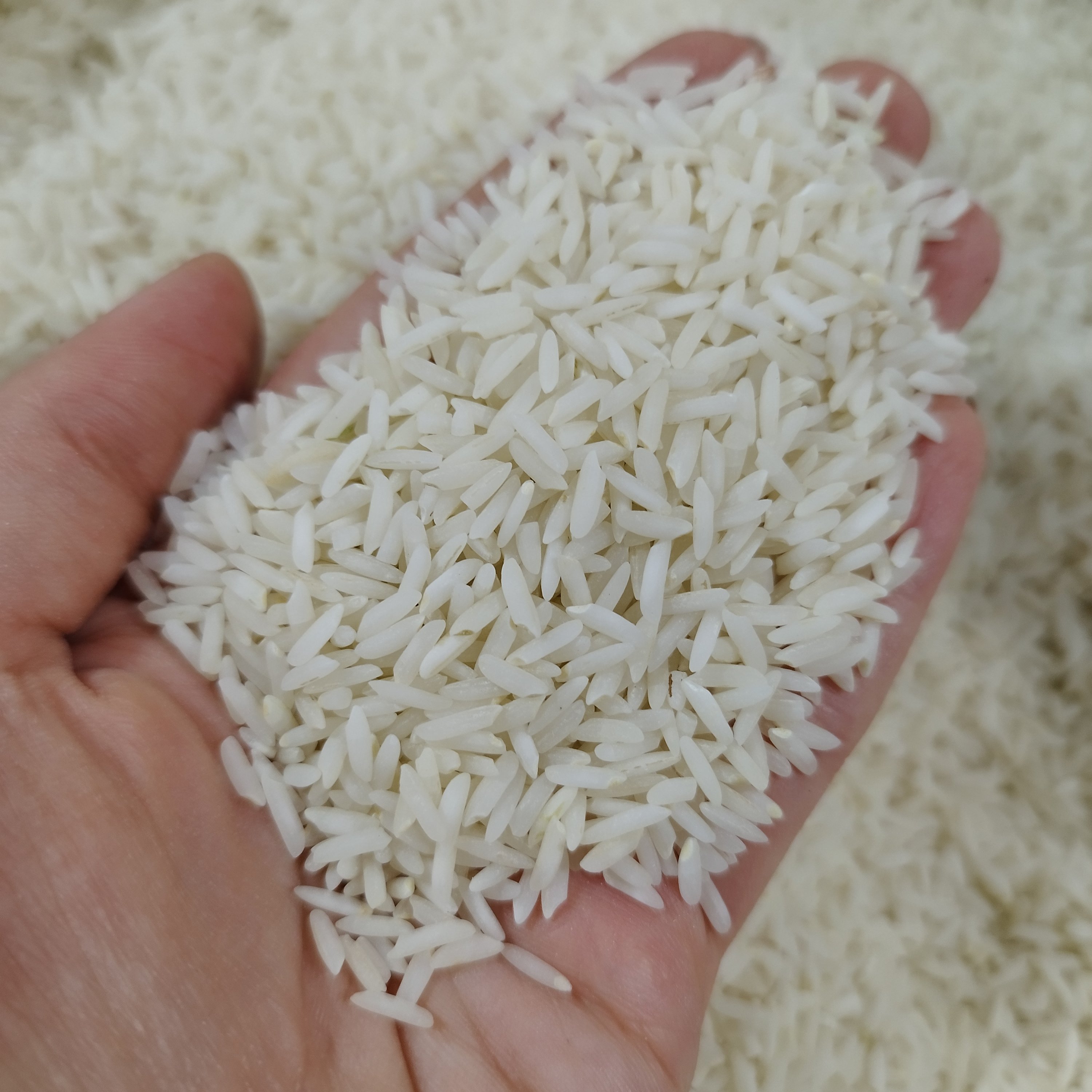 برنج طارم هاشمی اعلا خوشطعم(یک کیلو)