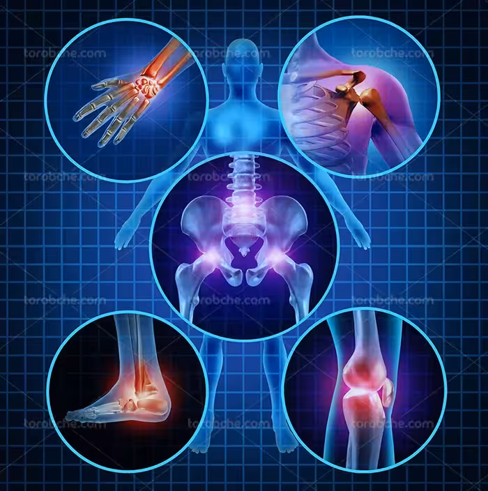 عکس مفصل های مختلف بدن | گرافیک با طعم تربچه